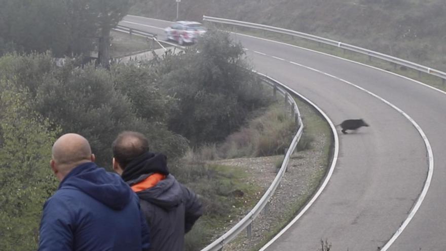 Un jabalí cruza la carretera intantes después de pasar uno de los participantes.