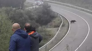 Un jabalí asustado casi protagoniza un accidente en la Subida a Trassierra