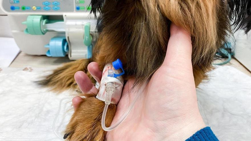 La urgencia de la perrita Cara expone la necesidad de donantes de sangre canina en Vigo
