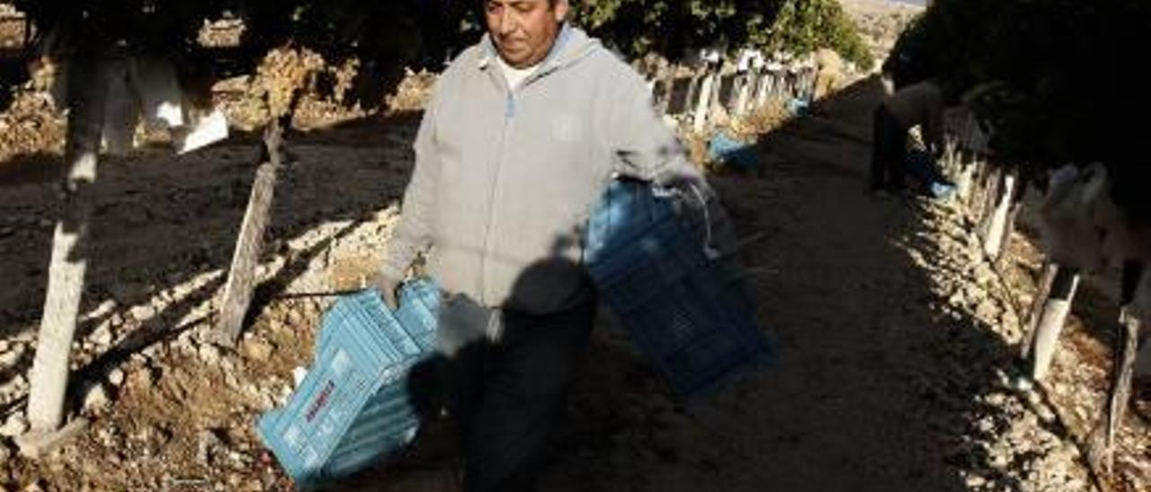 Una finca de uva de mesa del Vinalopó