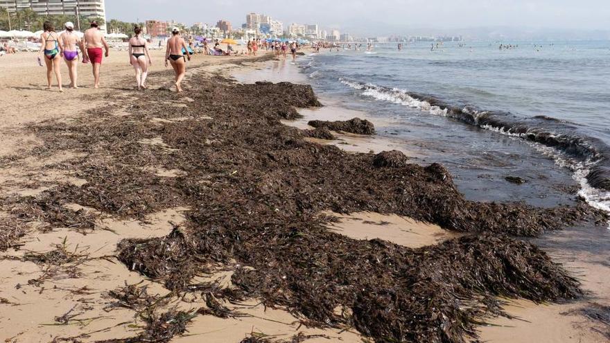 El Consell participa en un proyecto para fabricar envases biodegradables con residuos de Posidonia