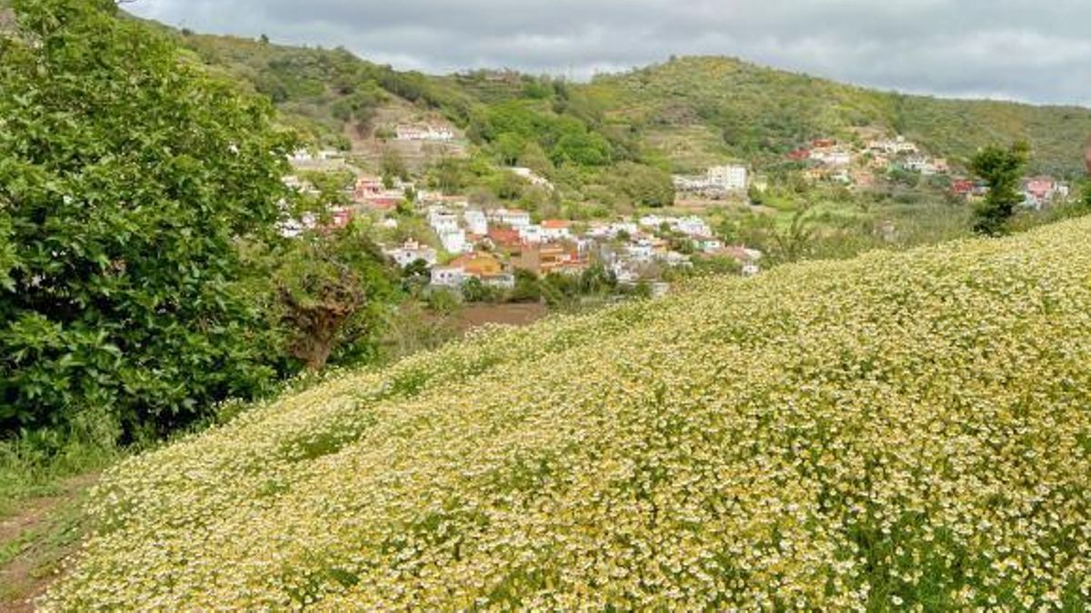 Campo de manzanilla.