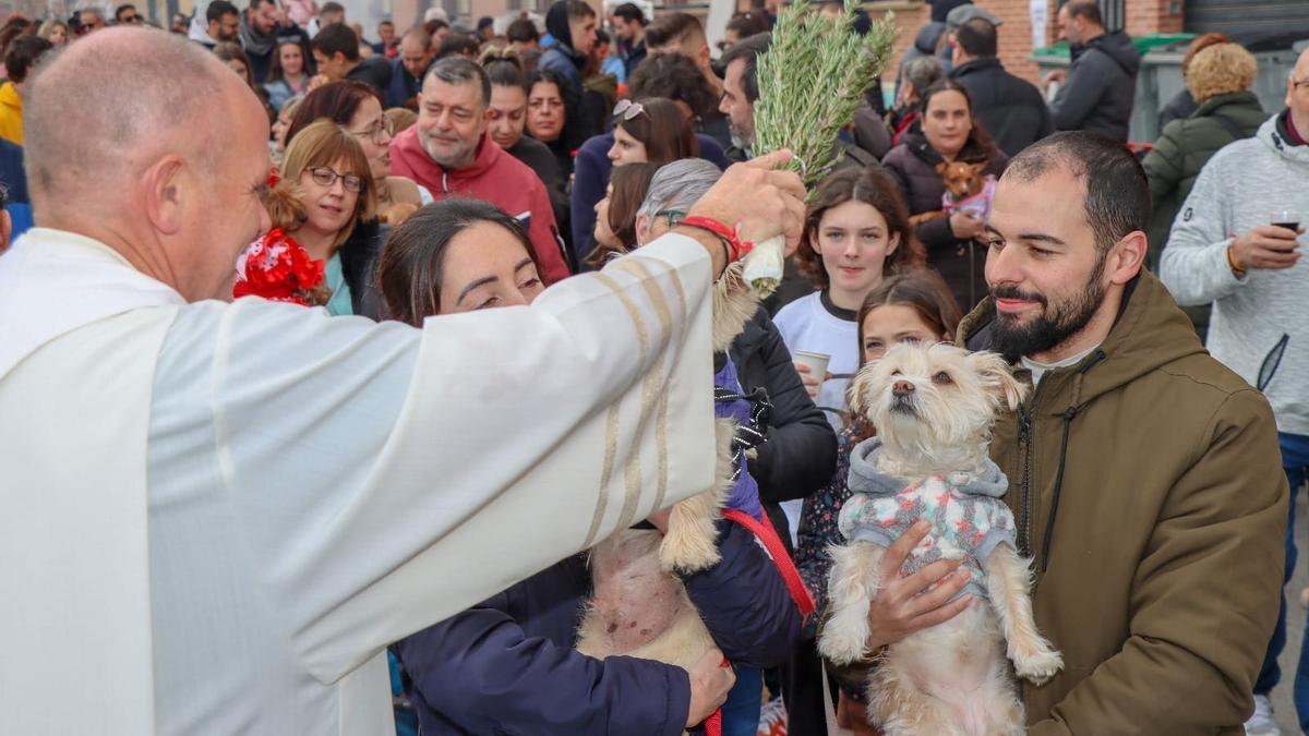 Bendición de animales en Torrent.