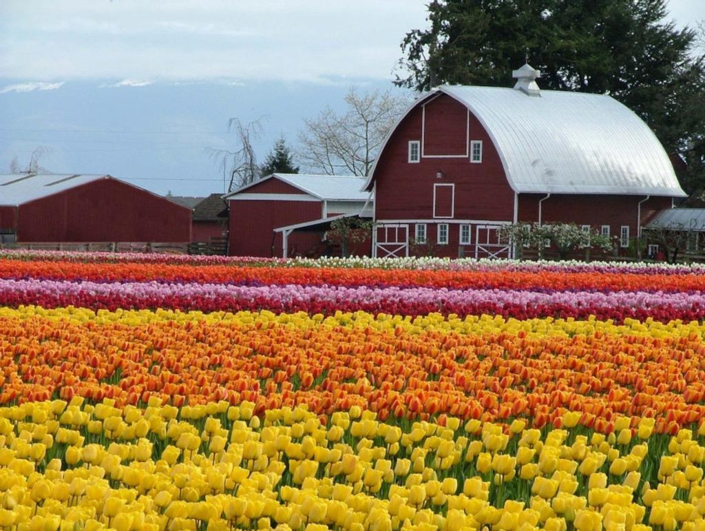 Tulipanes en el Valle Skagit