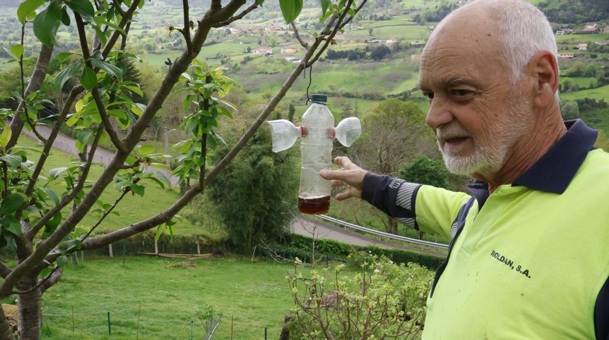El medio rural gijonés frena a la velutina: "Hay menos que otros años"