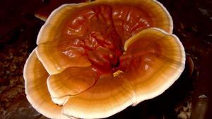 Reishi