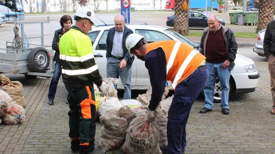 Técnicos ayer en Vegadeo recogiendo la patata almacenada y de siembra para destruirla.