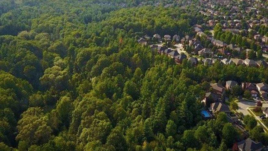 La ONU propone crear bosques urbanos para hacer frente al cambio climático