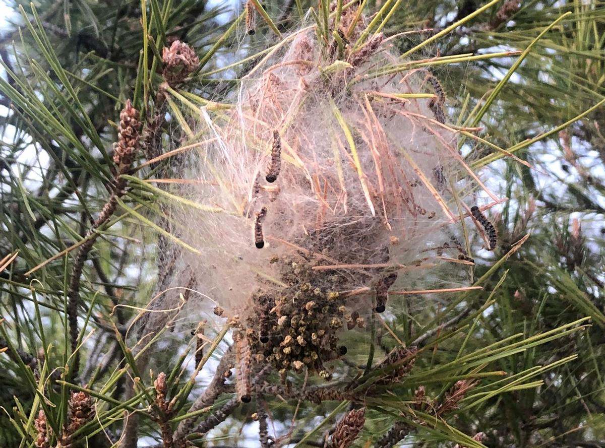Un nido de procesionaria en plena infestación de un pino.