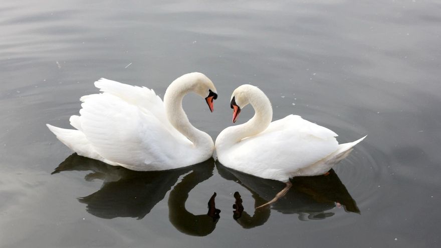 ¿Por qué algunas aves eligen ‘divorciarse&#039; y otras son fieles a su pareja de por vida?