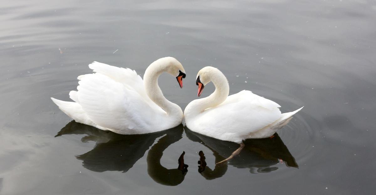 Pareja de cisnes.