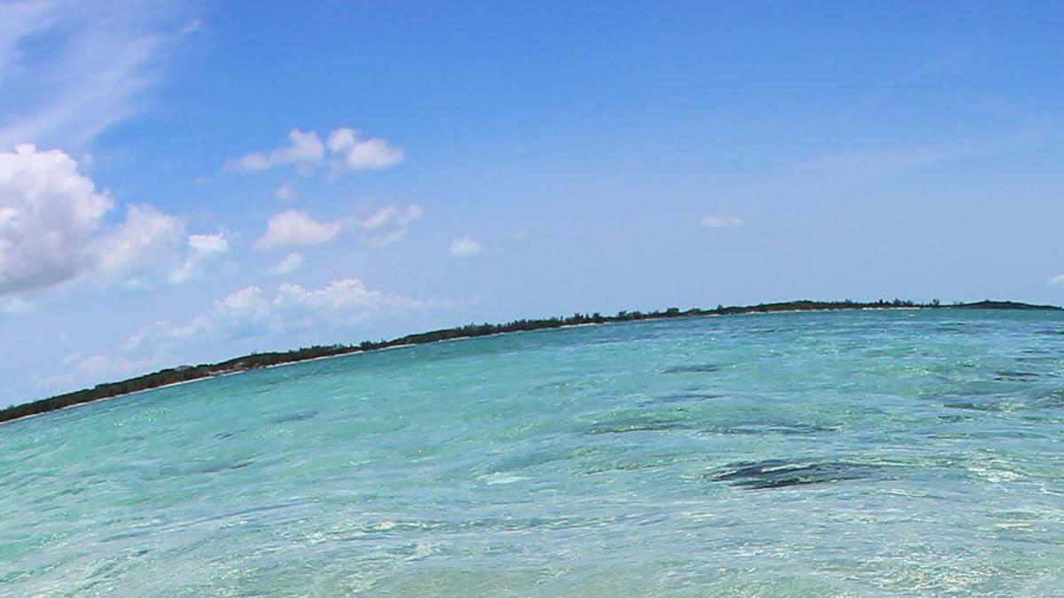 Quien fuera cerdo para bañarse en las Bahamas