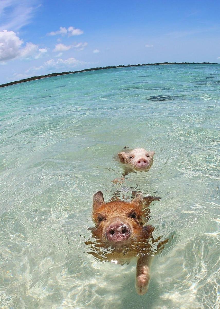 Como cerdos en el agua