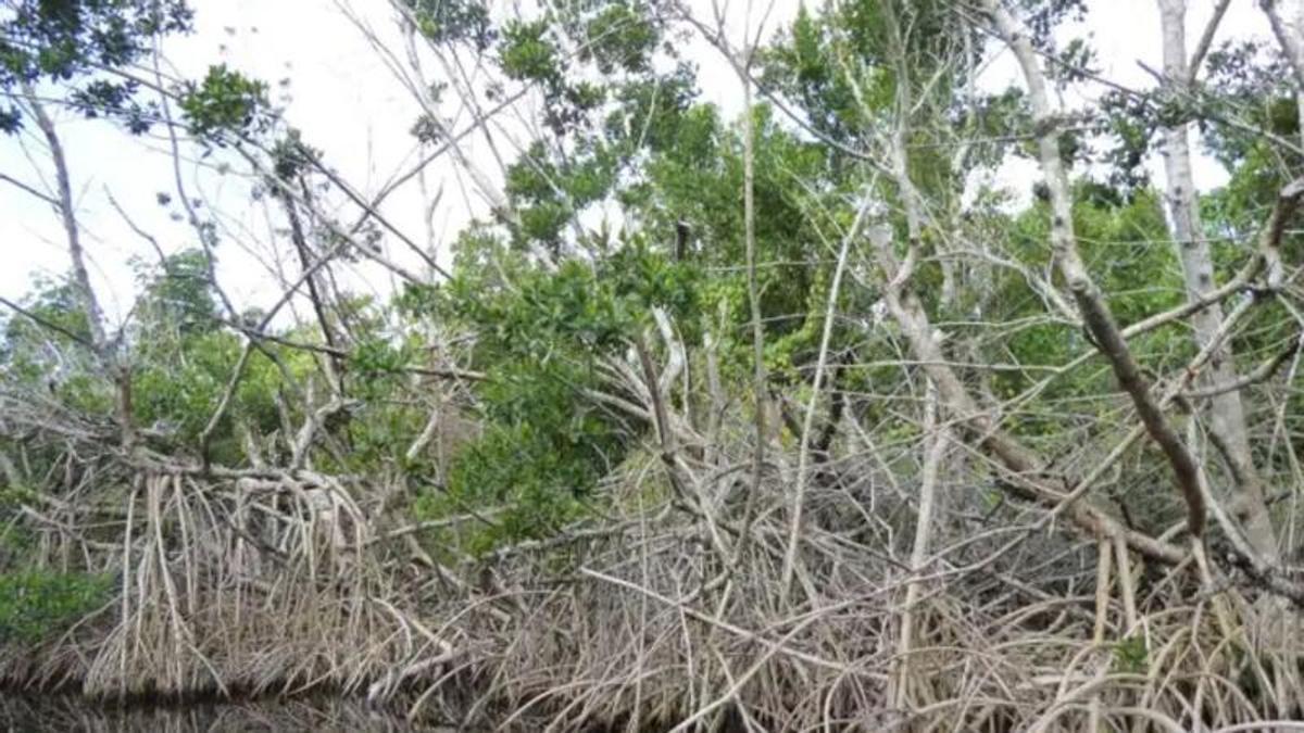 Los bosques de manglares están amenazados cuando los océanos se calientan.