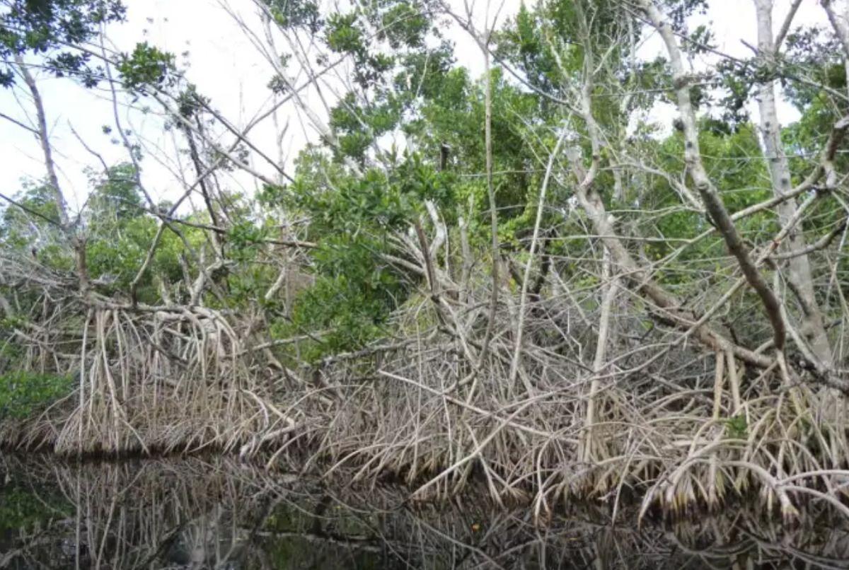 Los bosques de manglares están amenazados cuando los océanos se calientan.