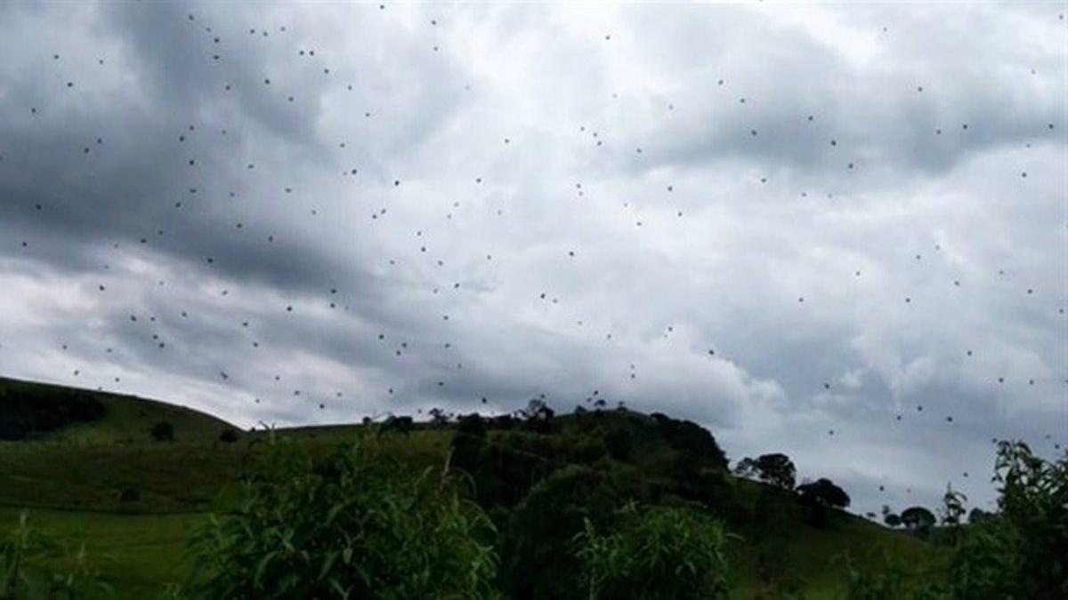 La espectacular 'lluvia de arañas' que cubrió el cielo de Espírito Santo do Dourado, al sur de Minas (Brasil).