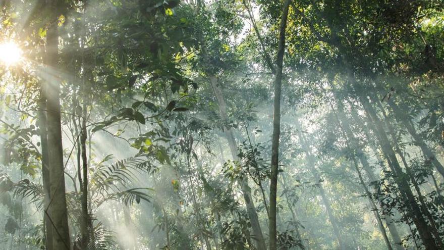 Los bosques aprende a guardar el agua.