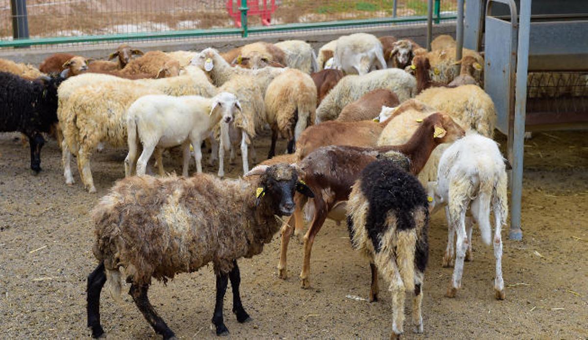 Europa ensaya en la oveja canaria de pelo la primera vacuna contra parásitos