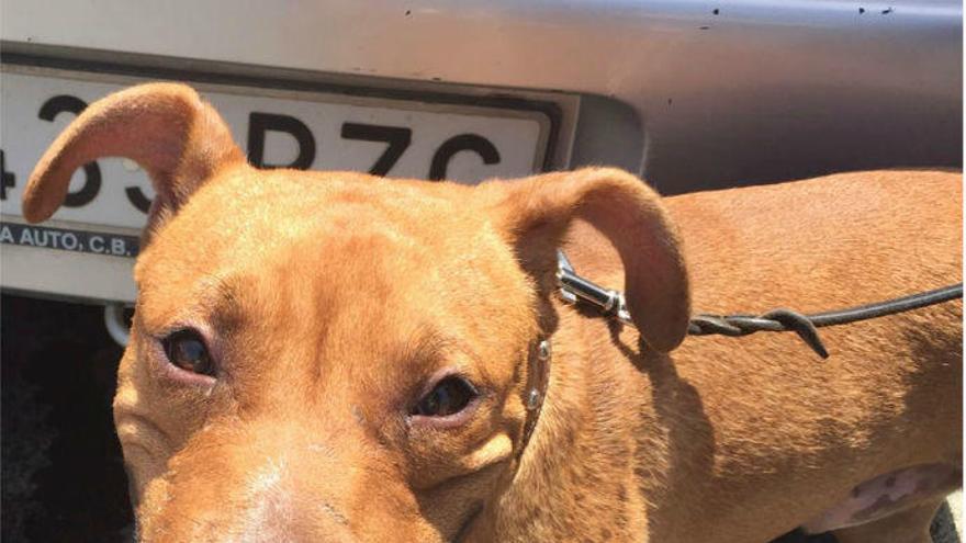 Este es el perro rescatado por la policía local de Alicante.