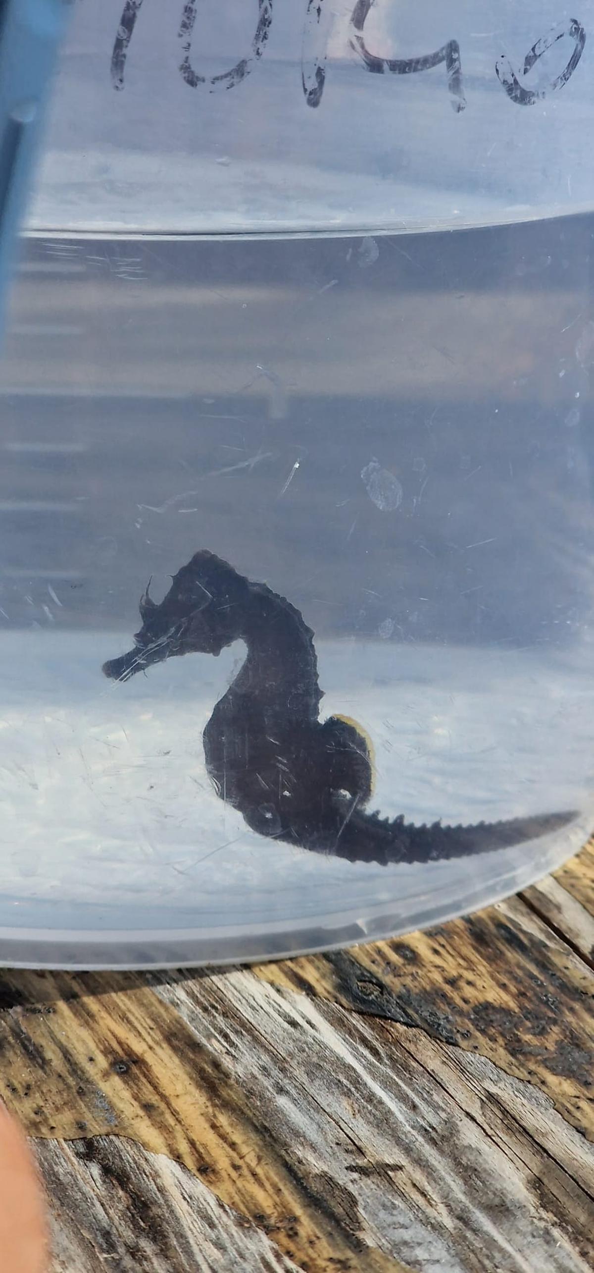 Uno de los caballitos de mar que ha sido soltado en las aguas de Alboraia.