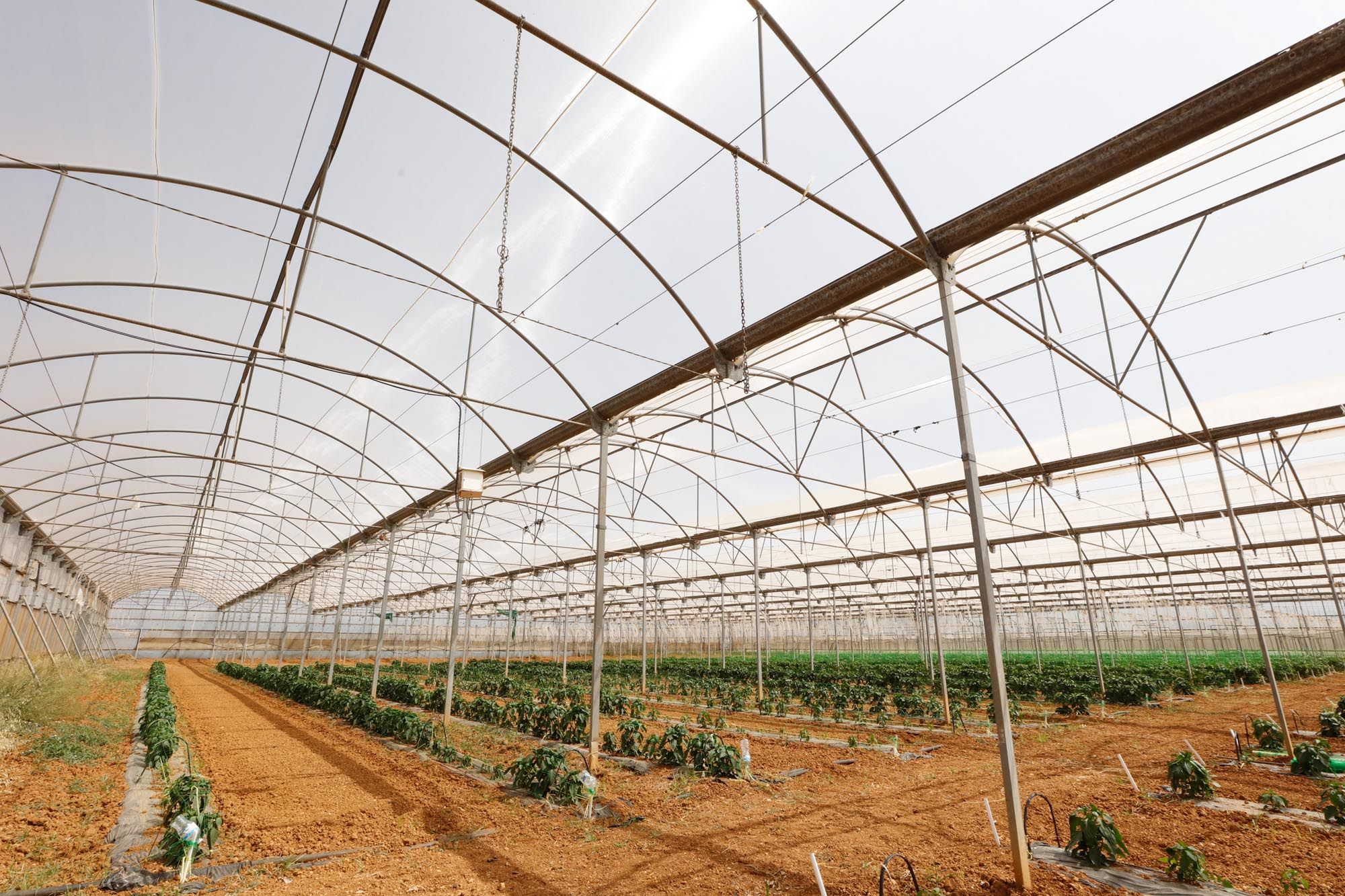 Visita guiada a la finca hortícola de Can Pol en Ibiza