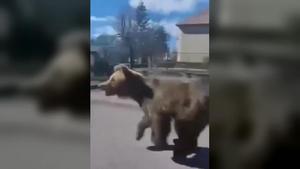 Un oso pardo se pasea por la ciudad de Liptovsky Mikulas, en Eslovaquia, y desata el caos entre los vecinos