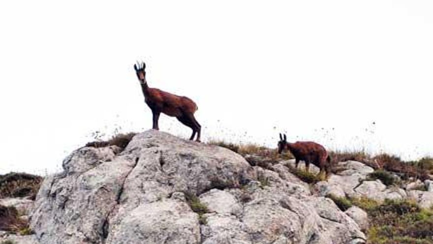 Dos rebecos, en los montes de Aller,  el miércoles pasado.