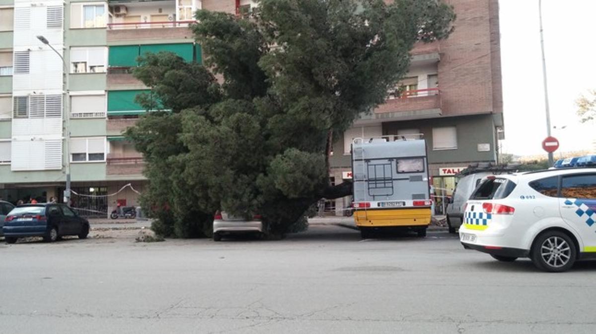 Cotxe sota un arbre, al carrer de Cantàbria de Barcelona.