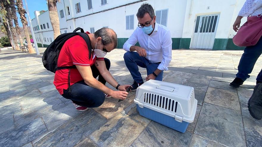 Salud Pública mejora las condiciones de 81 colonias de gatos de la ciudad tras esterilizar cerca de un millar de felinos