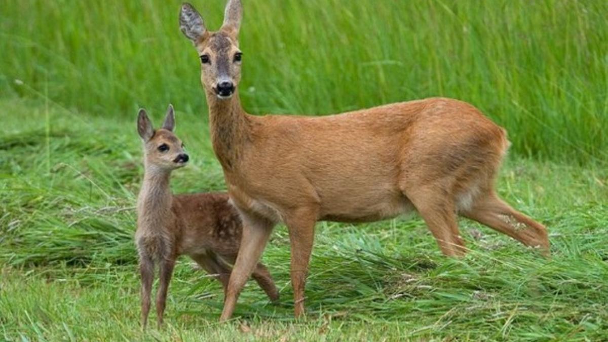 Ahuyentadores de Animales para Coche - Evitar Ciervos, Jabalíes