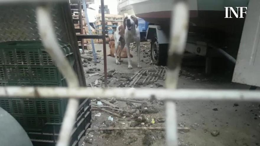 La Unidad Canina de la Policía Local de Alicante rescata a doce perros adultos de caza