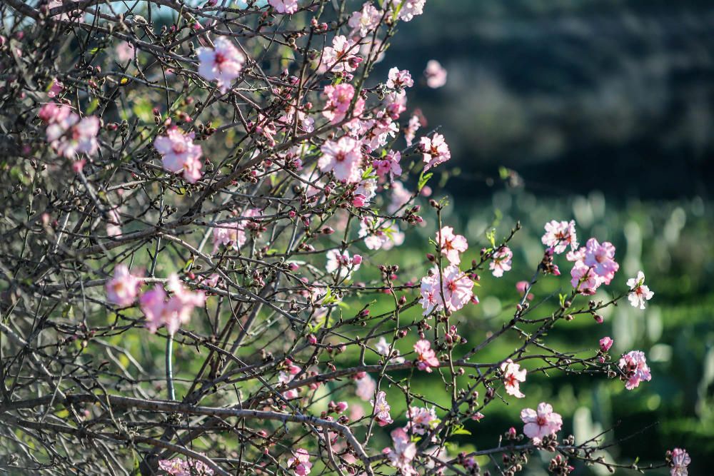 En algunos bancales de secano de la Vega Baja los almendros ya están en flor Es habitual para el caso de la comarca y más este año con lluvia y temperaturas moderadas de los últimos dos meses.