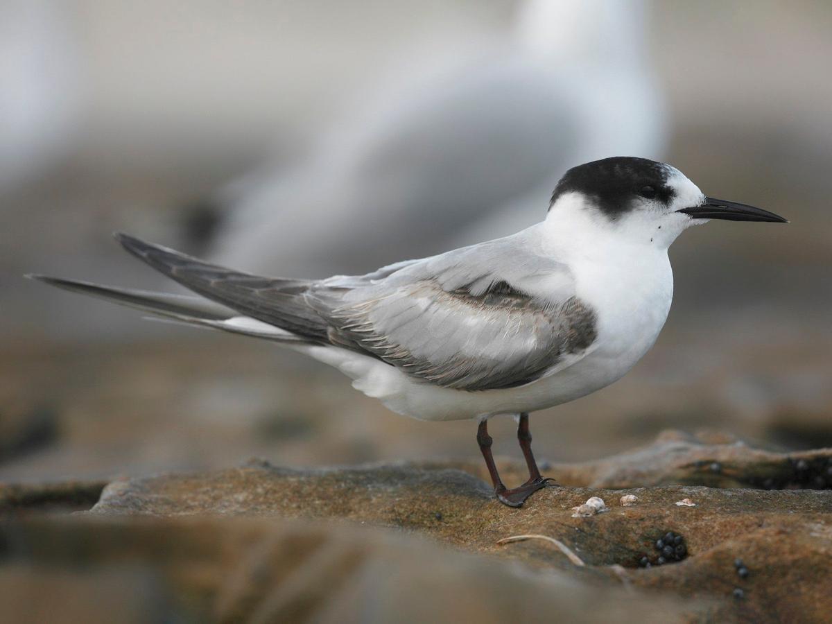 El charrán, otro de los afectados por la situación