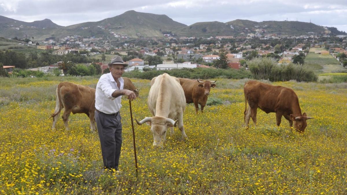 Un pastor con su ganado en la zona de Las Gavias, en el Cámino de San Lázaro, en el municipio de La Laguna.