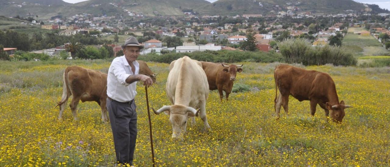 Un pastor con su ganado en la zona de Las Gavias, en el Cámino de San Lázaro, en el municipio de La Laguna.