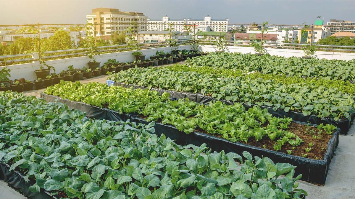 Los huertos urbanos y la importancia de la naturalización de las ciudades