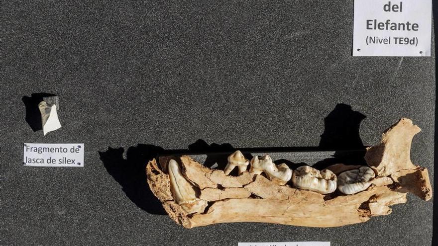 Algunos de los fósiles encontrados en la Sima del Elefante