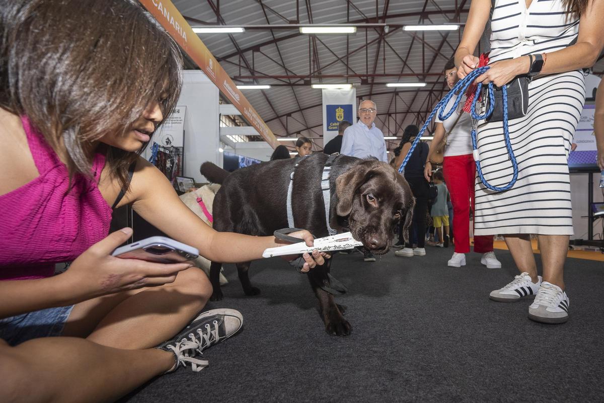 Animundo abre sus puertas en busca de adopciones para toda la vida Animundo abre sus puertas en busca de adopciones para toda la vida
