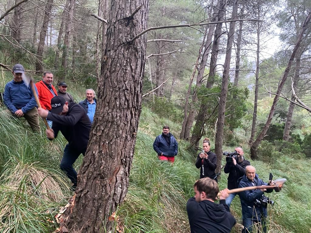 Sant Antoni | La 'tallada' del Pi de Pollença, en imágenes