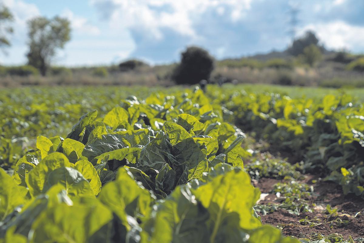 Campo de coles en el parque agrario del Baix Llobregat. 