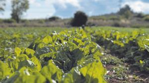 Campo de coles en el parque agrario del Baix Llobregat. 