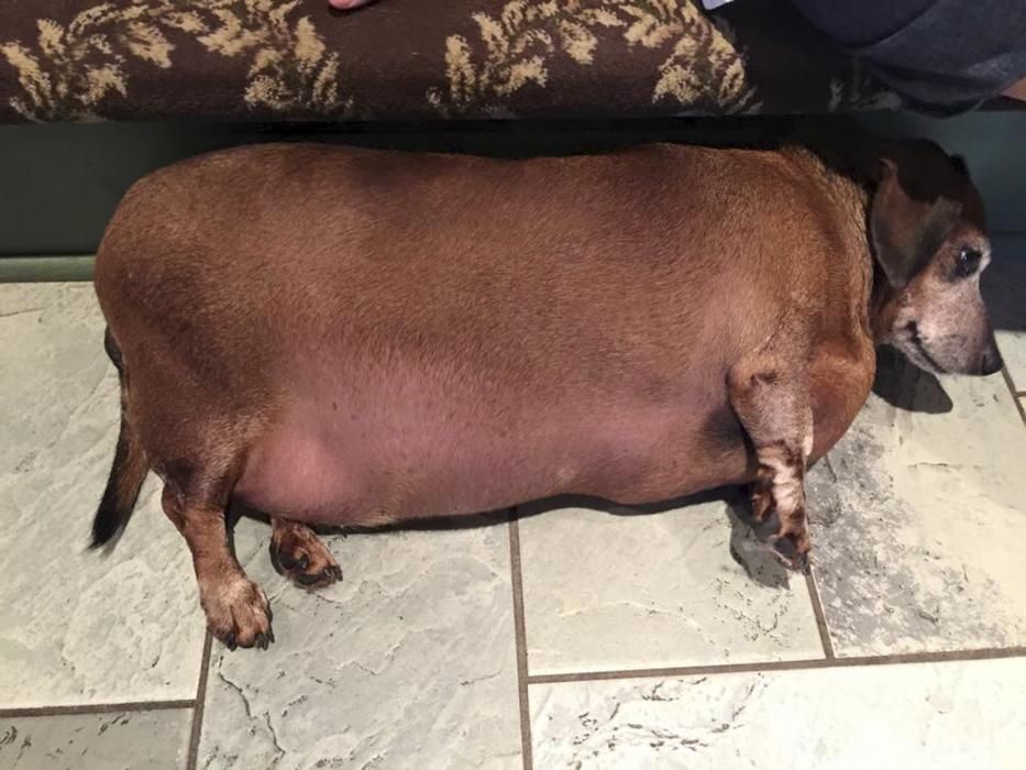 Un perro salchicha con obesidad mórbida conocido como “Fat Vincent, antes de que se deshiciera de la mitad de su peso corporal. La dieta del perro consistía en comida rápida, y por ello llegó a pesar 17kg y medio, con un índice de grasa corporal de más del 60%.