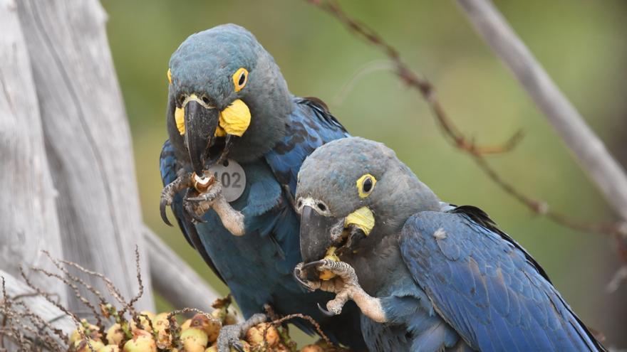 Loro Parque Fundación consolida la reintroducción en la naturaleza del casi extinto guacamayo de Lear