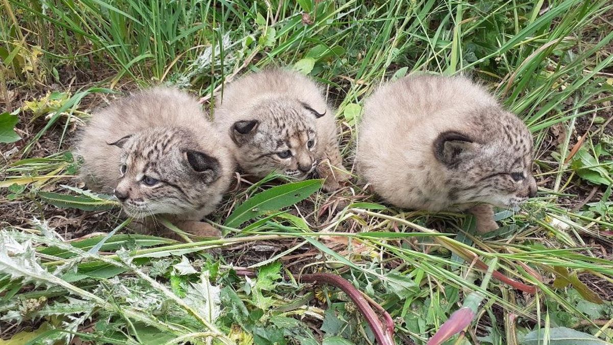 Cachorros de lince ibérico