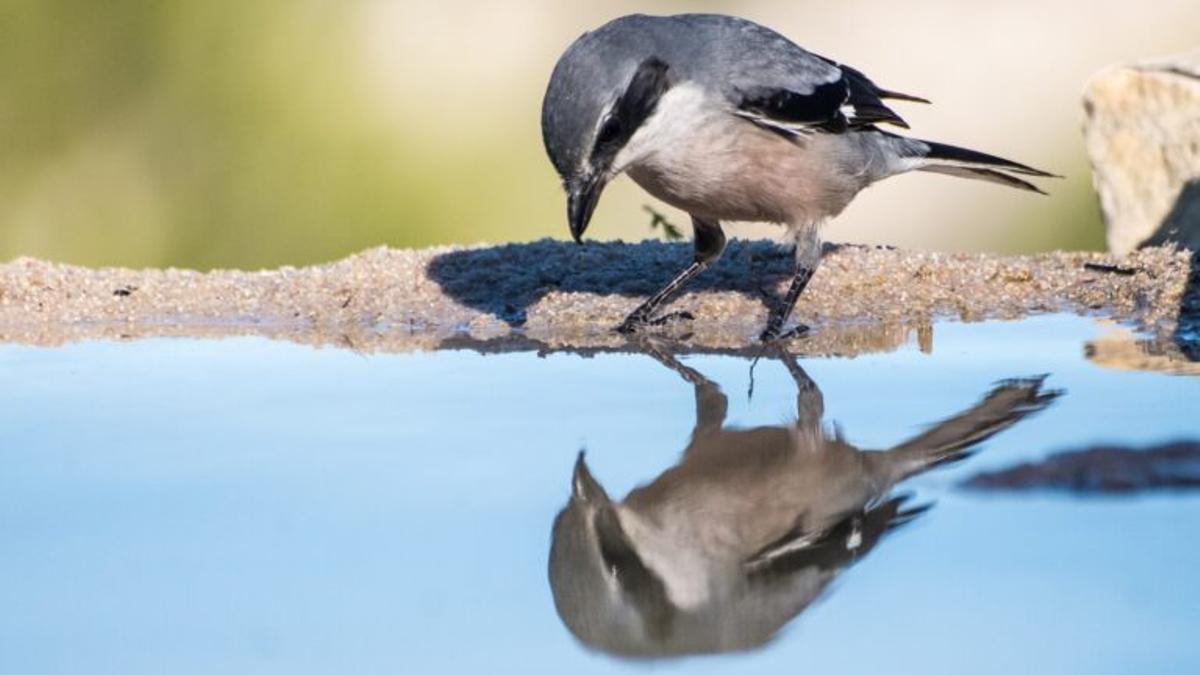 Hasta 42 especies de aves de España están en declive