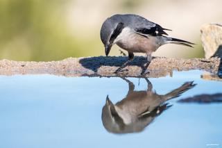 El cambio climático provoca transformaciones en el cuerpo de los animales