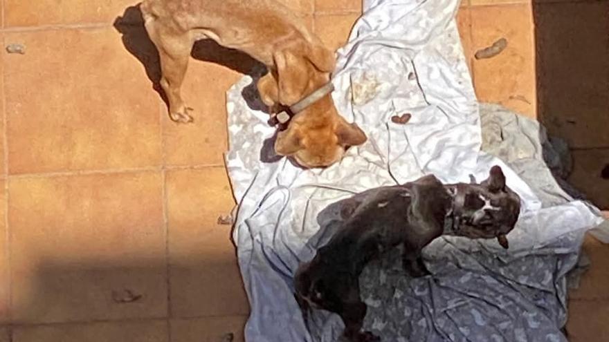 Extrema desnutrición, deshidratación y anemia: así estaban los dos bulldog salvados por la Policía Local en Dénia