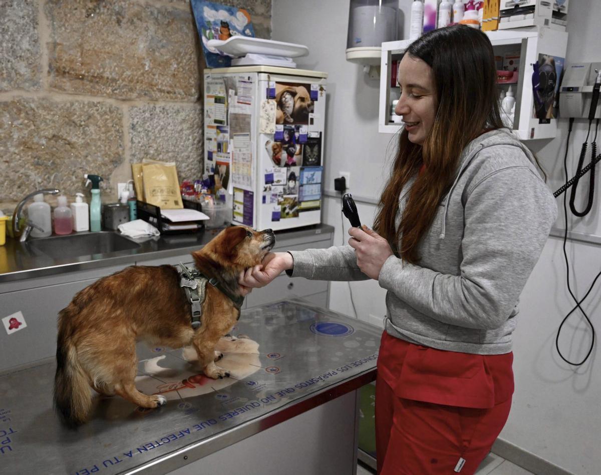 El negoci dels animals de companyia factura 5.770 milions a l’any a Espanya