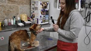 El negoci dels animals de companyia factura 5.770 milions a l’any a Espanya