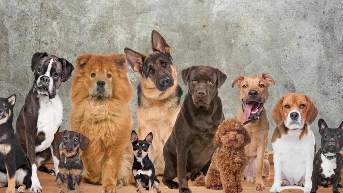Las 10 mejores razas de perro para las familias con niños.
